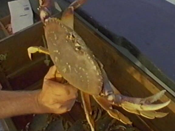 "Dana Dylan, Elle Rio, Lisa Melendez, Melissa MelendezTanya Foxx, Tracey AdamsBuddy Love, Danny Ray, Joey Silvera (as Joey Civera)John Leslie, Jon Martin (as John Martin), Tom Byron" Orgy, Lesbian, Hardcore Grafenberg Girls Go Fishing Mitchell Brothe