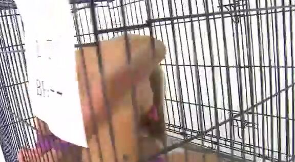 Jasmine Sinclair This Greedy Little Slutty Slave Isn T Gy Mez Z I Pozey Source