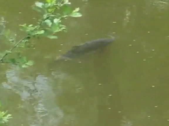 nudism Alice's Naked Summer Parafotos