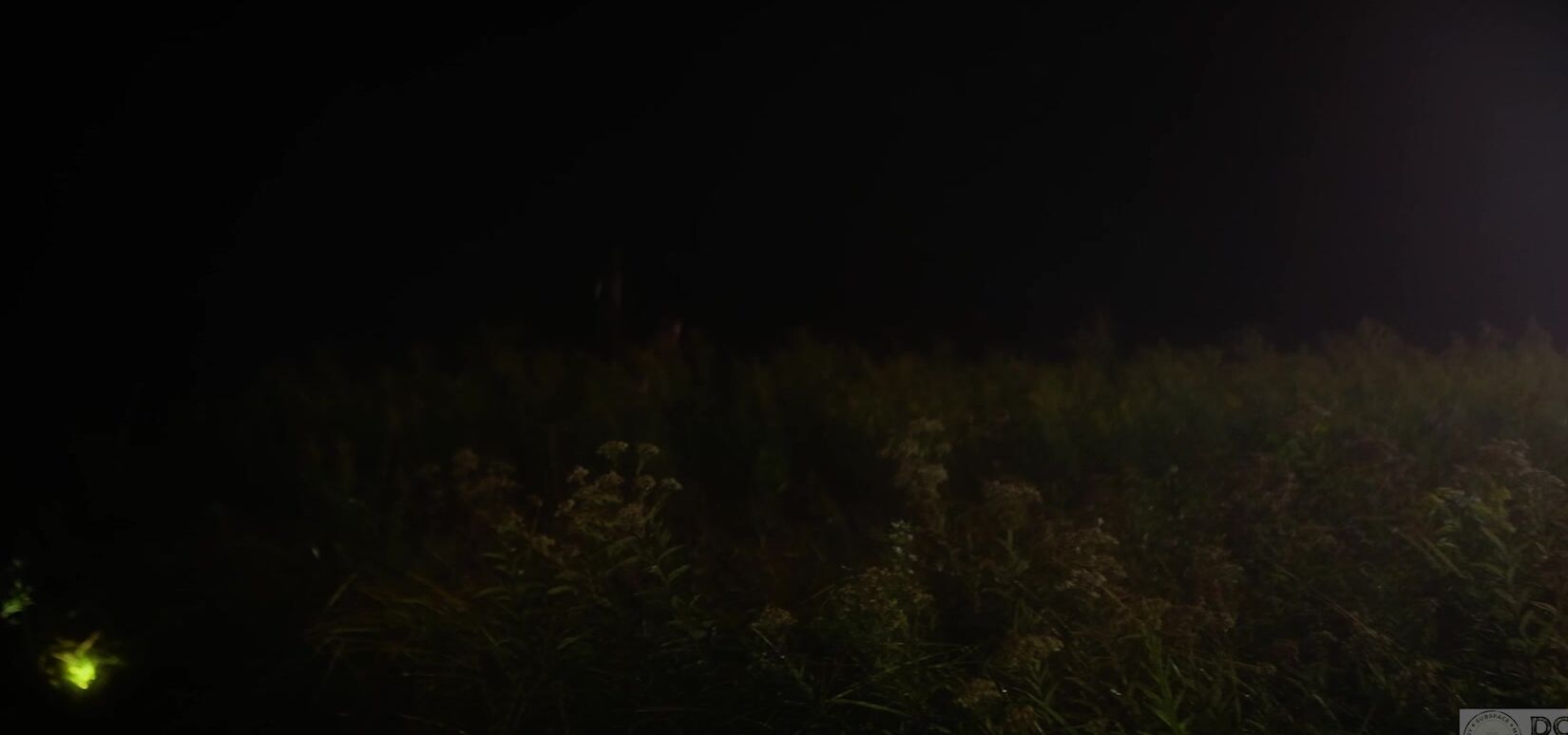 Domthenation Aspatulainthewild