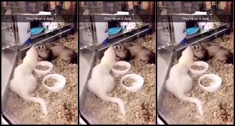 Erincarroll Flashes And Funnies Compilation