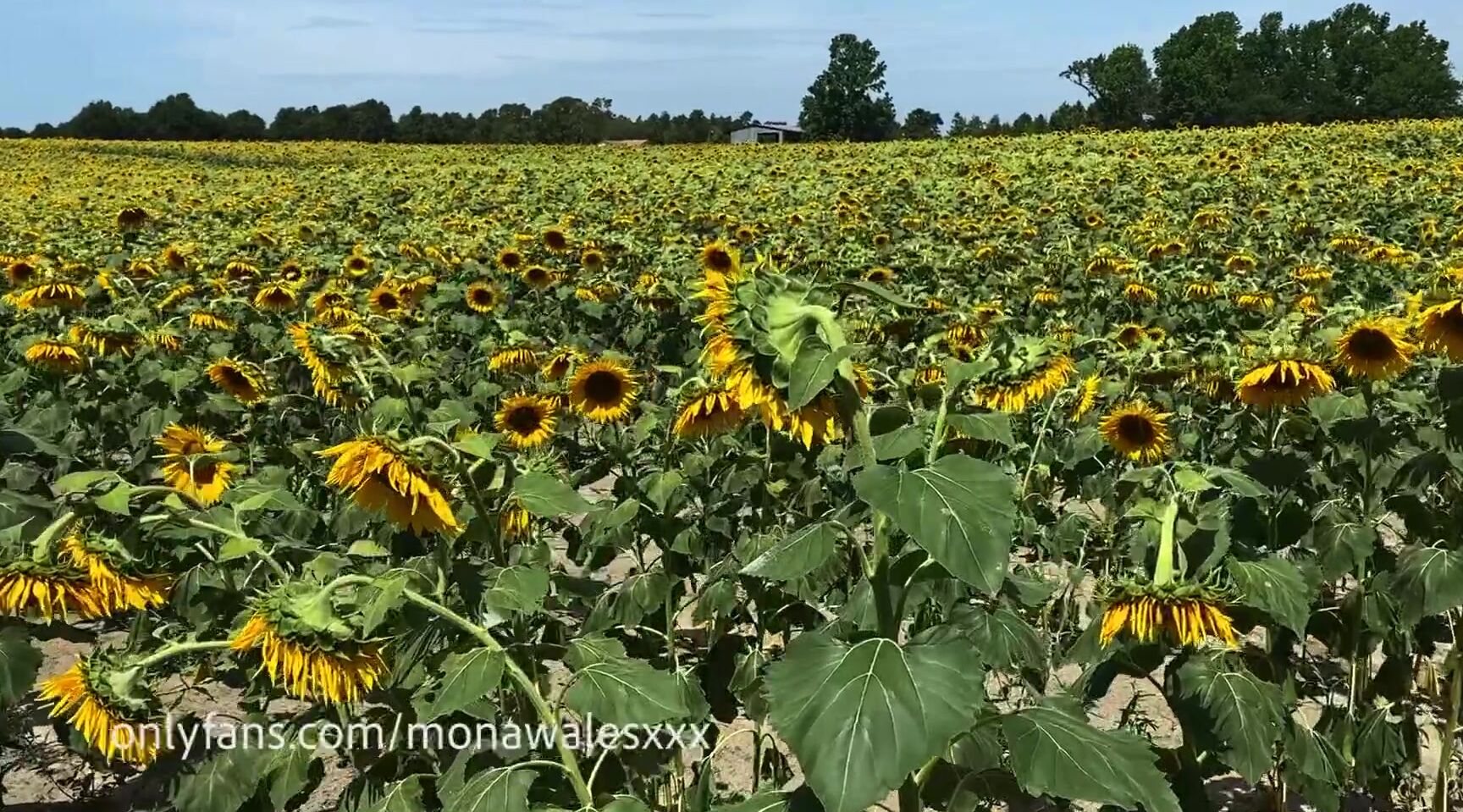 Monawalesxxx 521833964 07 12 2020 Now This Is Officially The Prettiest Squirt Movie I Have Ever Made