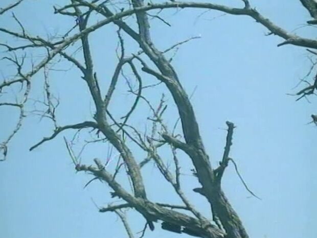 "Ajita Wilson, Jacqueline Marcant, Tina Eklund, Herbert Hofer, Christos Nikolaou, Tony Woolf, Don Caverman, Natasja Nataly, Carmaela Bassi, Giorgos Filippou, Nina Georgiou, Bobies Provatas, Marcella Banezi" Comedy, Classic Orgia stin Kerkyra Andromed