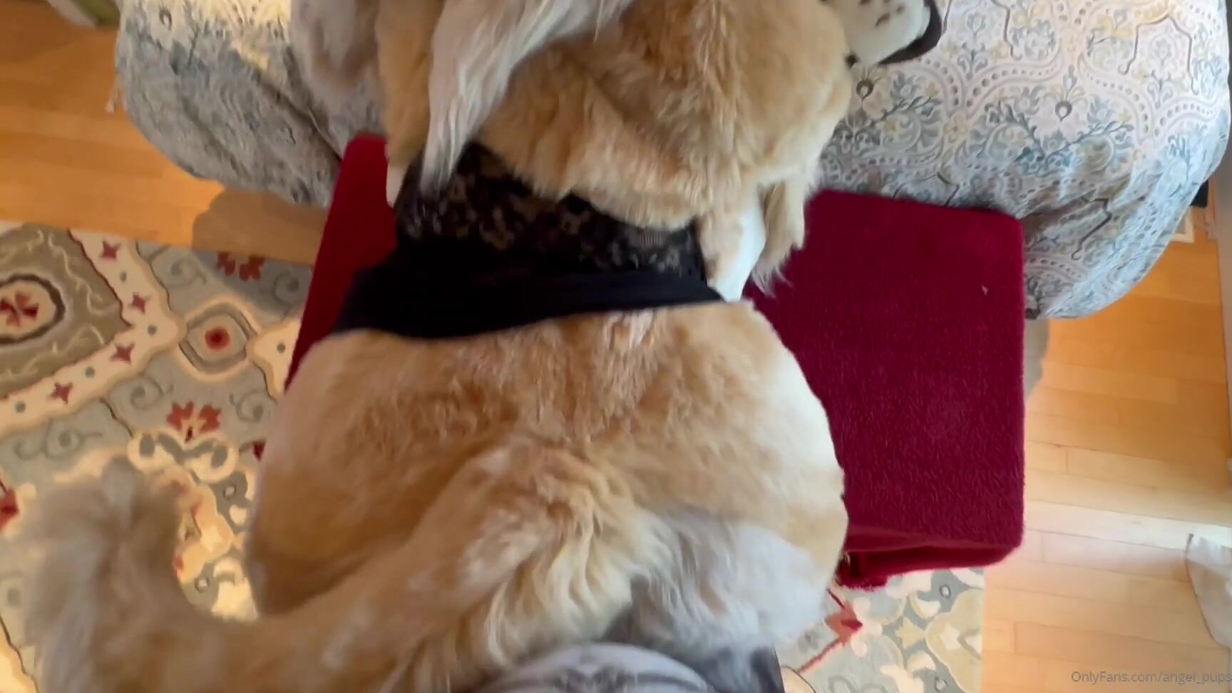 Angel Pups 1286088733 Throwback To When Celine Invited Maverick Over For A Little 01 0Hglg52Awl1Fme78Xofd5 Source