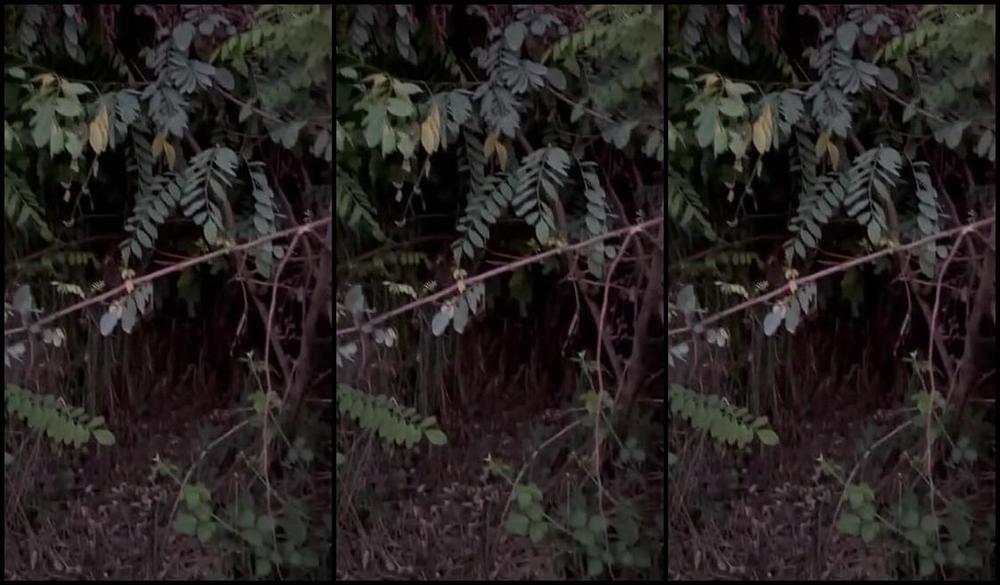 Mistress Desideria Godiva Nicknamed Padronagodiva 07 04 2024 Onlyfans Video Serali