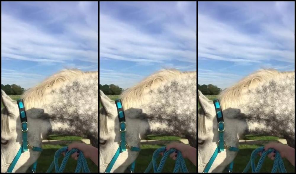 Vivienne L Amour Aka Vlproductionsuk Onlyfans Goddess Her Handsome Horse Fullvideo Boots Irishdraught Updo Whitejodhpurs Competitionwear