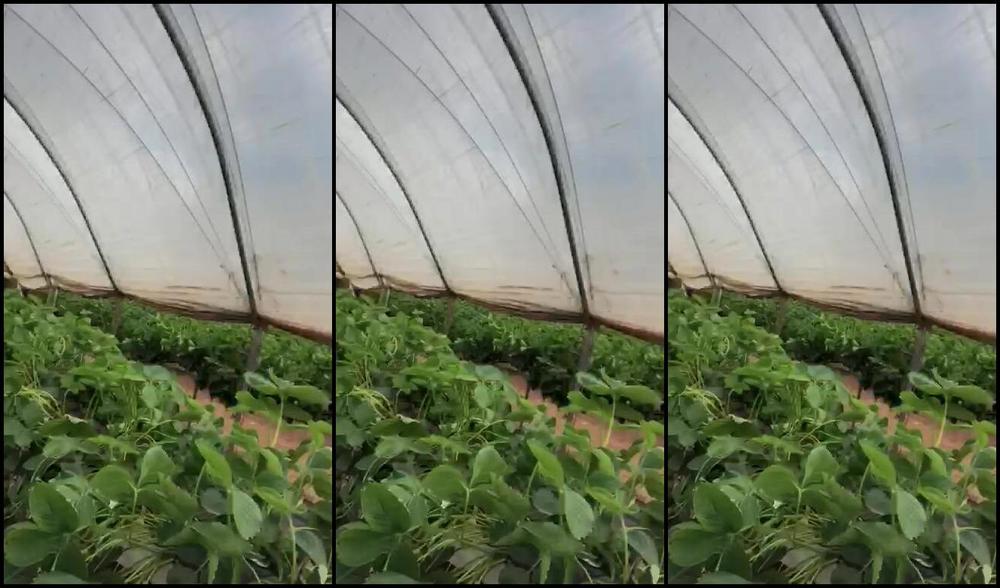 "SuzieLove212" big tits, masturbation, milf, public nudity, vegetable farming Masturbating at the Strawberry Farm Manyvids