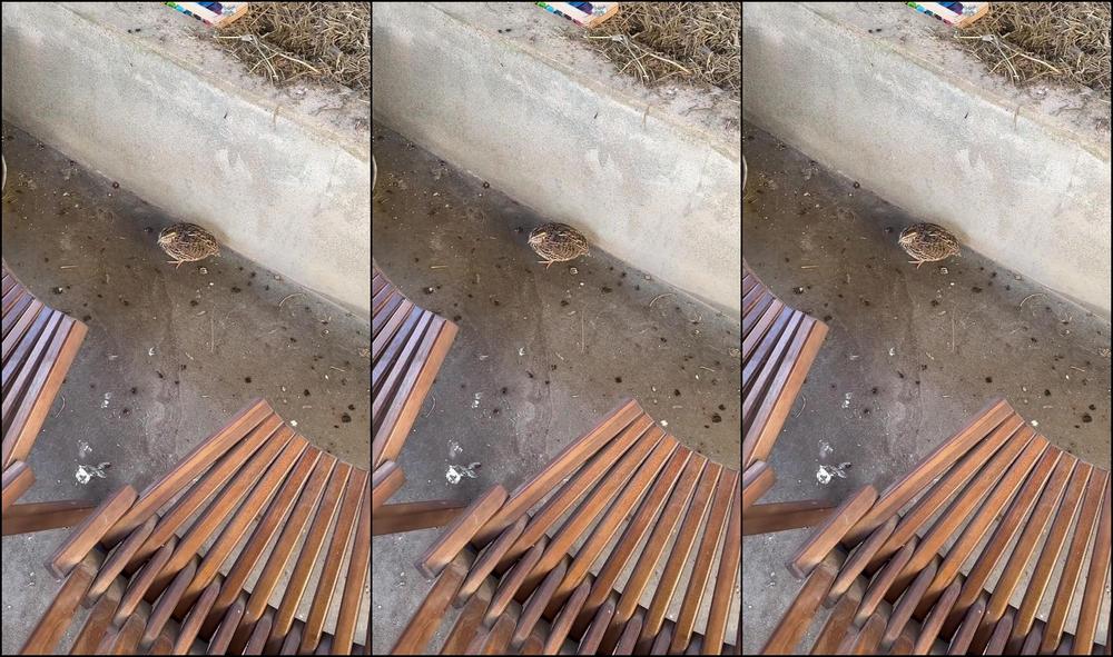 Your Submissive Doll 3105219351 11 29 2023 If You Were Curious About How My Rescue Birds Are Doing Here S A Little Update