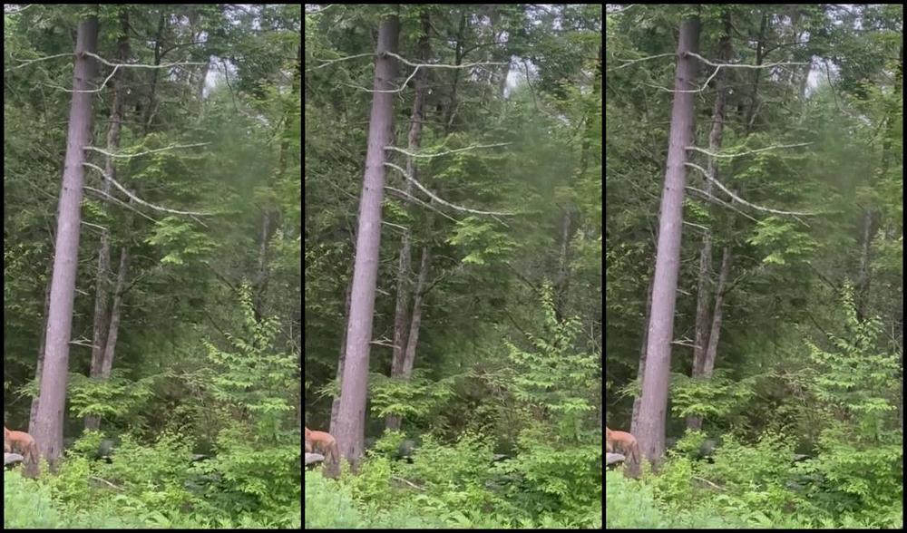 Longtoesally Nicknamed Longtoesally Stormy 06 15 2025 Onlyfans Video We Had A New Visitor This Morning A Skunk And Another Fox