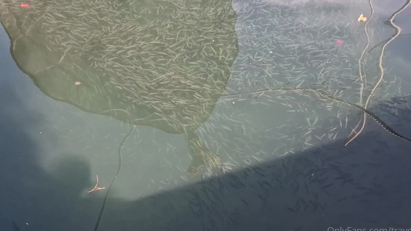 Travelling Peach 2869532074 05 12 2023 A Little Fish Turtle Mash Up