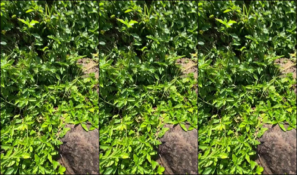 Aurora Angel 2022 09 06 At 16 29 Id 423677529052688384 Hash2 F6D533Ade5195E606A960F0Fedcee38C