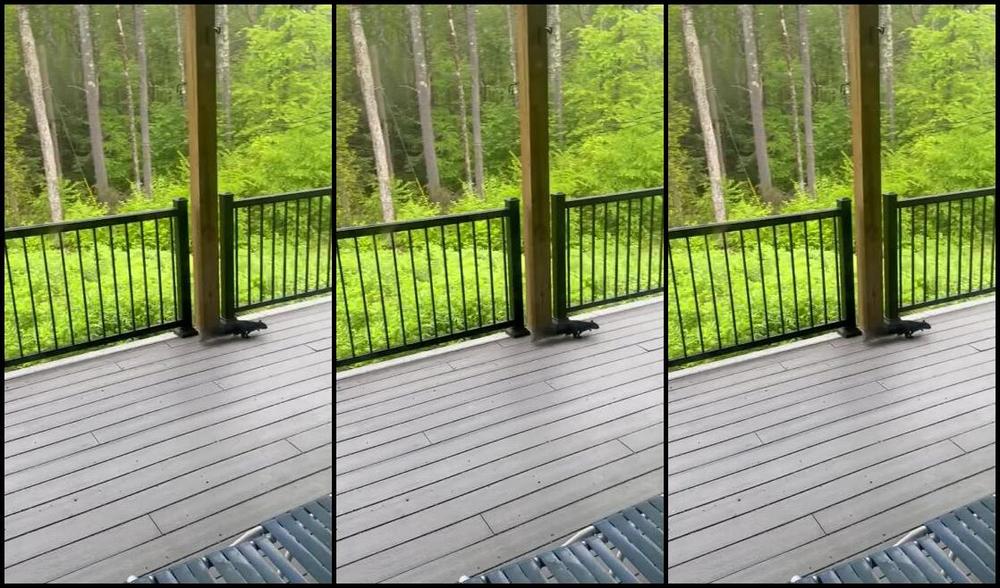 Longtoesally Nicknamed Longtoesally Stormy 06 03 2025 Onlyfans Video Love That We Get Black And Grey Squirrels