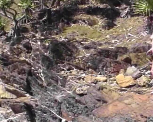 Naked Lifestyles. Charles MacFarland Synetech