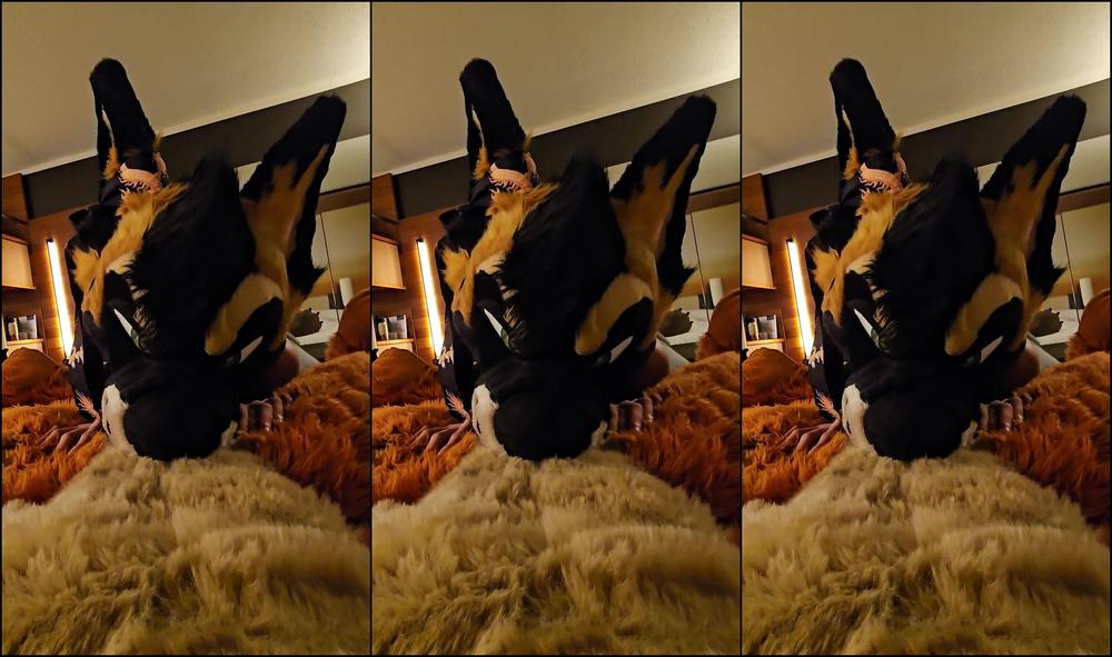 Palacewolf 643829609 Your Point Of View Getting A Lap Dance From This Shep 3 F 01 711Cd497 1273 4225 8801 9E41C3149259