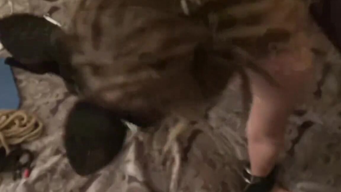 "Mandy Dale" Paddle, Mask, Bj, Kitty, Head, Bodystocking, Blowjob, Leopard Print, Nipple Clamp, Pussy Spanking, Dale Cumming, Bwc, Large Penis, Mandy Cumming, Toys, Suggest Mandy Dale Mysterious beauty in leopard print body stocking sucking my cock P