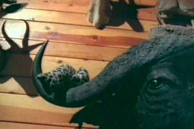 The House on Chasey Lane SiteRip