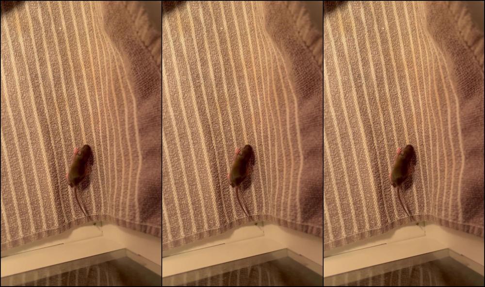 Your Submissive Doll 3200158529 02 13 2024 I Ll Take All Of The Suggestions You Can Give Me I Don T Know How I Can