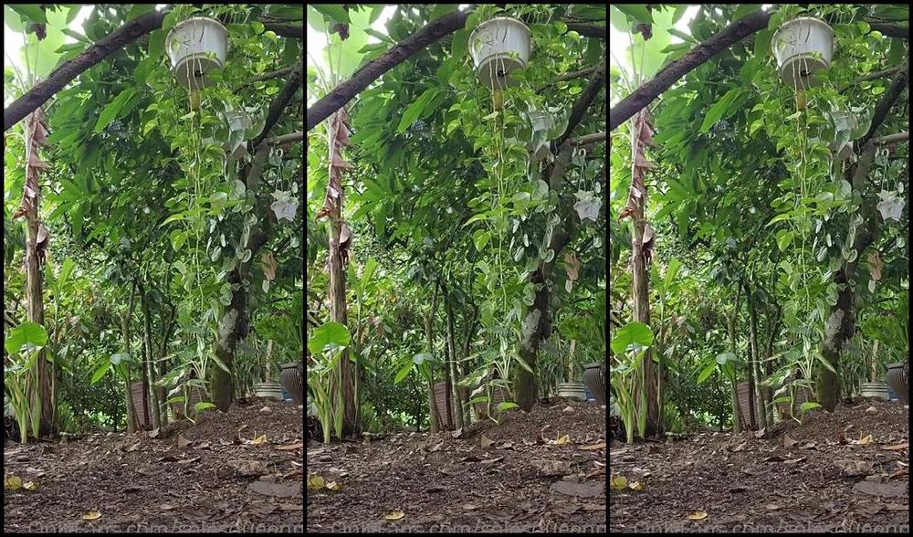 Meryann Aka Solesqueenrd Onlyfans Who Love The Nature And Meaty Feet