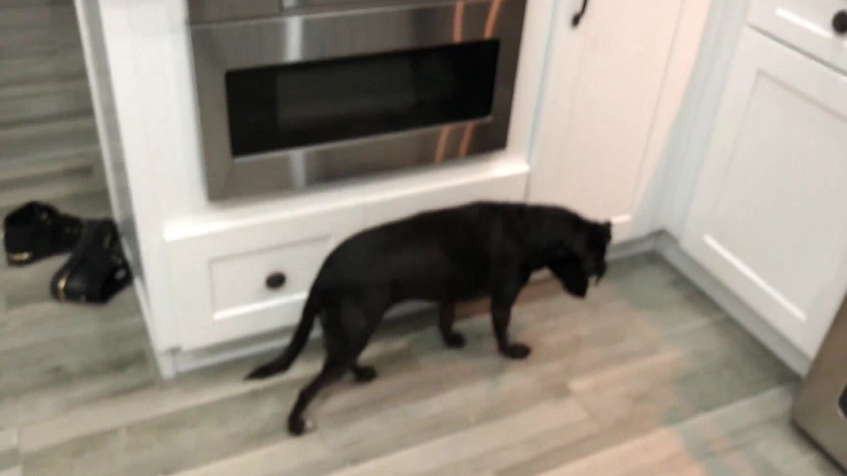 Big Tits, Curvy, Food, Food Sploshing, Home Video skylarsnowxxx cake cake cake baking and playing ManyVids