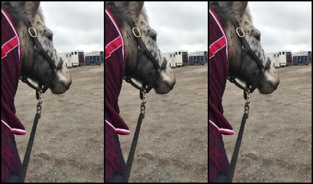 Mistress Athena Nicknamed Mistressathena Onlyfans My Horse Loves To Call Out