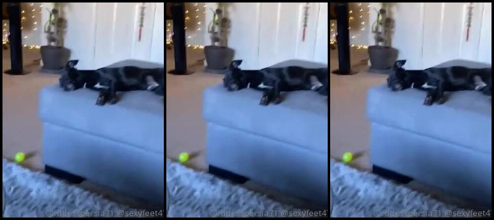 Sexyfeet47 Onlyfans Good Morning Guys Let Me Introduce My Handsome Boy Shadow Happy Solesunday