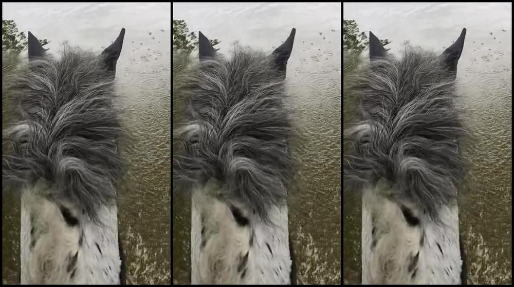 Mistress Athena Nicknamed Mistressathena Onlyfans We Thought We Would Drop Down Into The Water Pony Power Mistress And Her Boy