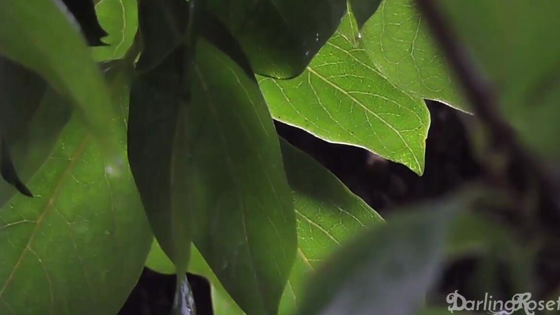 Darlingrosette Audio Rainy Outdoor Ambient Cum