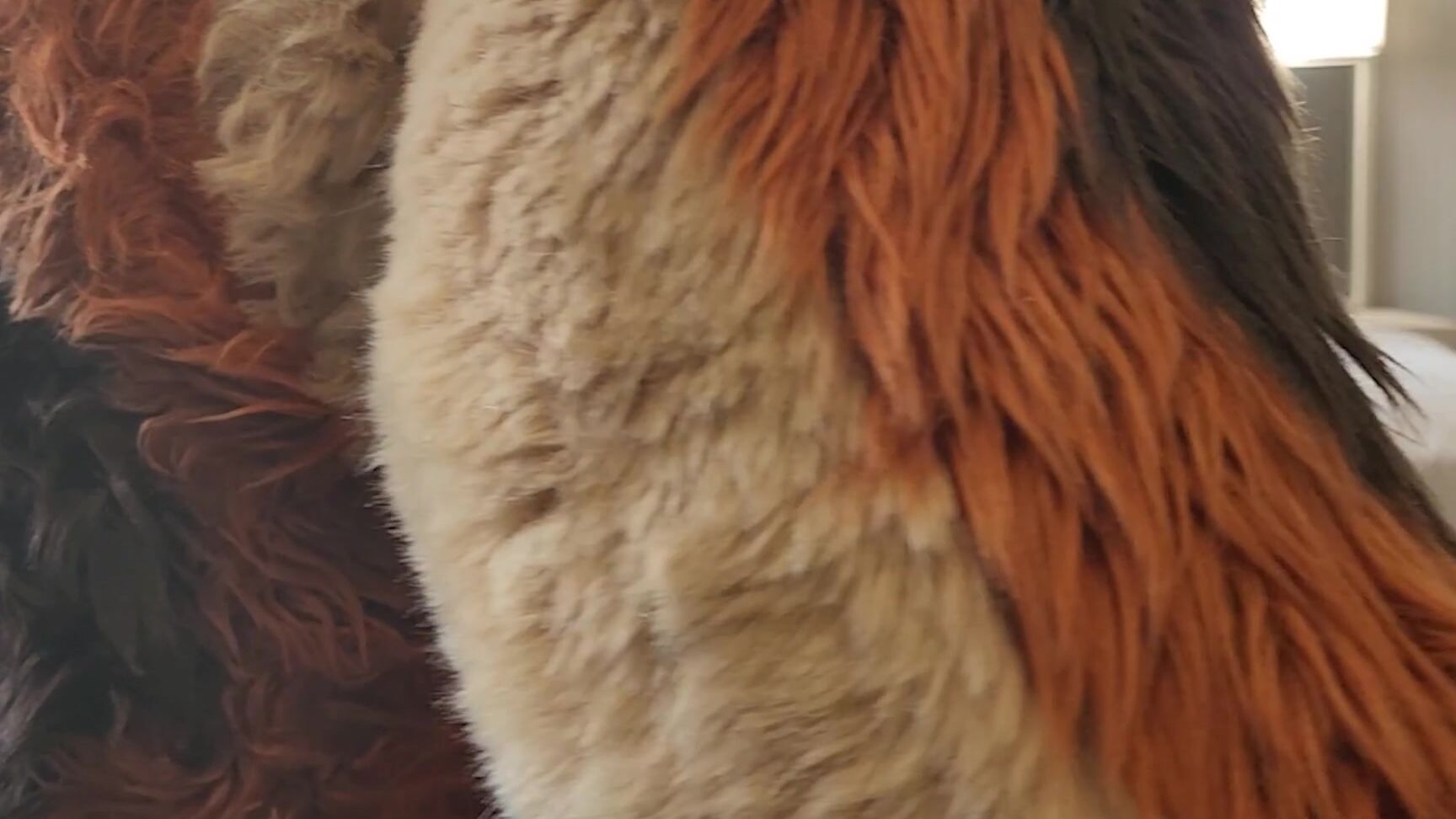 Palacewolf 669401981 Who Wants To Be Next In This Shep Sandwich Watch As I Go 01 2684073D 5Caf 4593 Ac18 8Fb4A74C77Ff