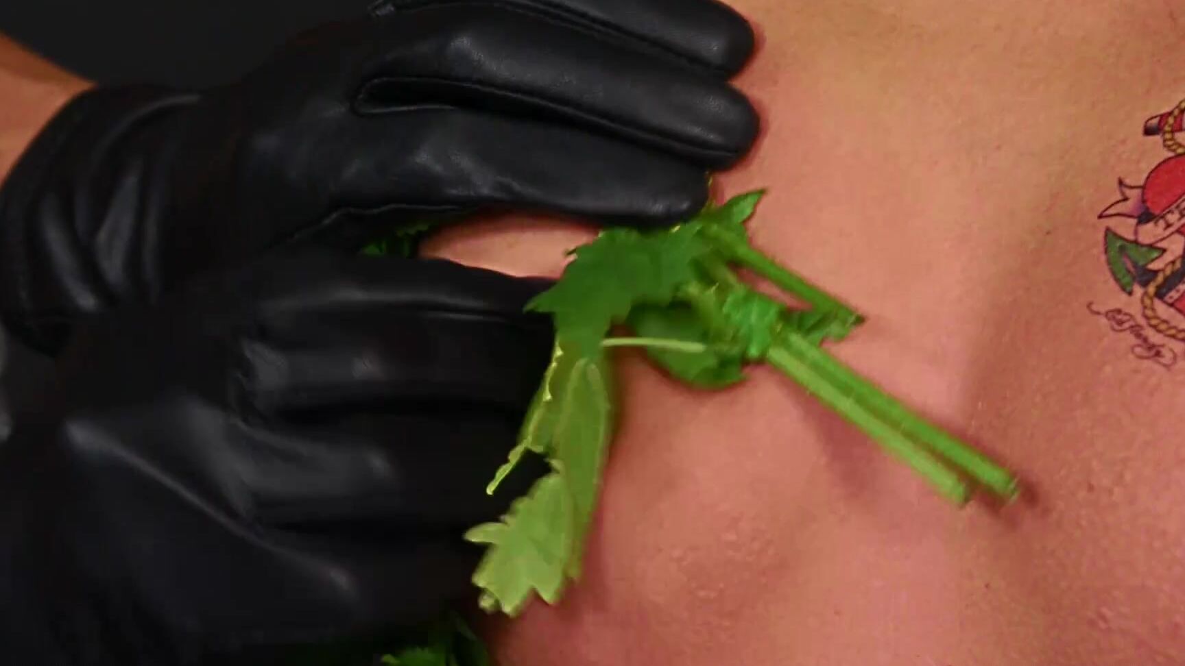 Queensnake Nettle Virgin Diamond P