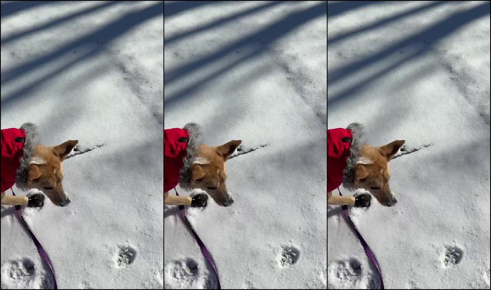 Peachdumpling1 0Hxvacvy7Os4Tip1J2Fhb Source