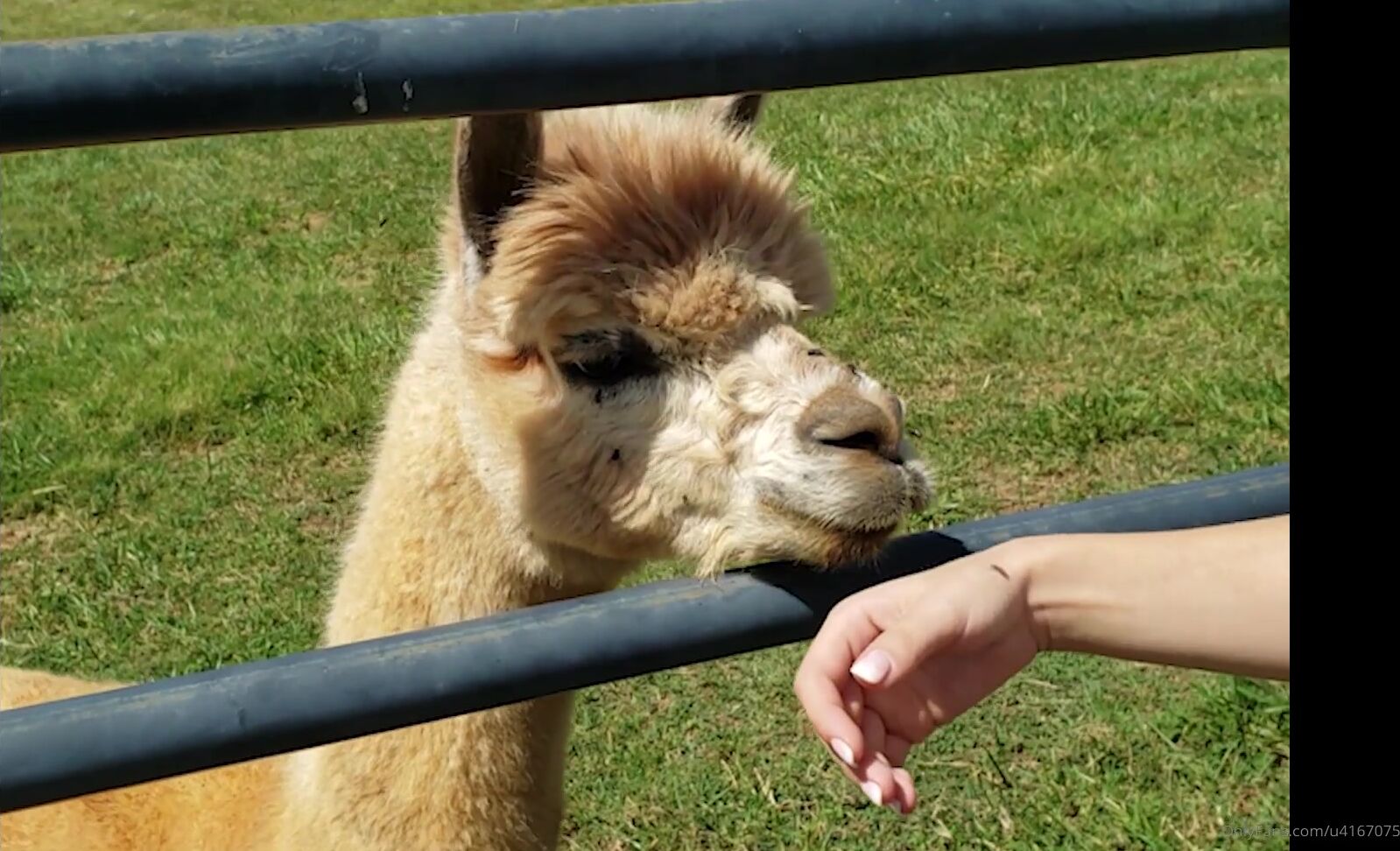 Kaylacoyote This Is The Bts From My First Day In Virginia For The Homestead Beauties Project In