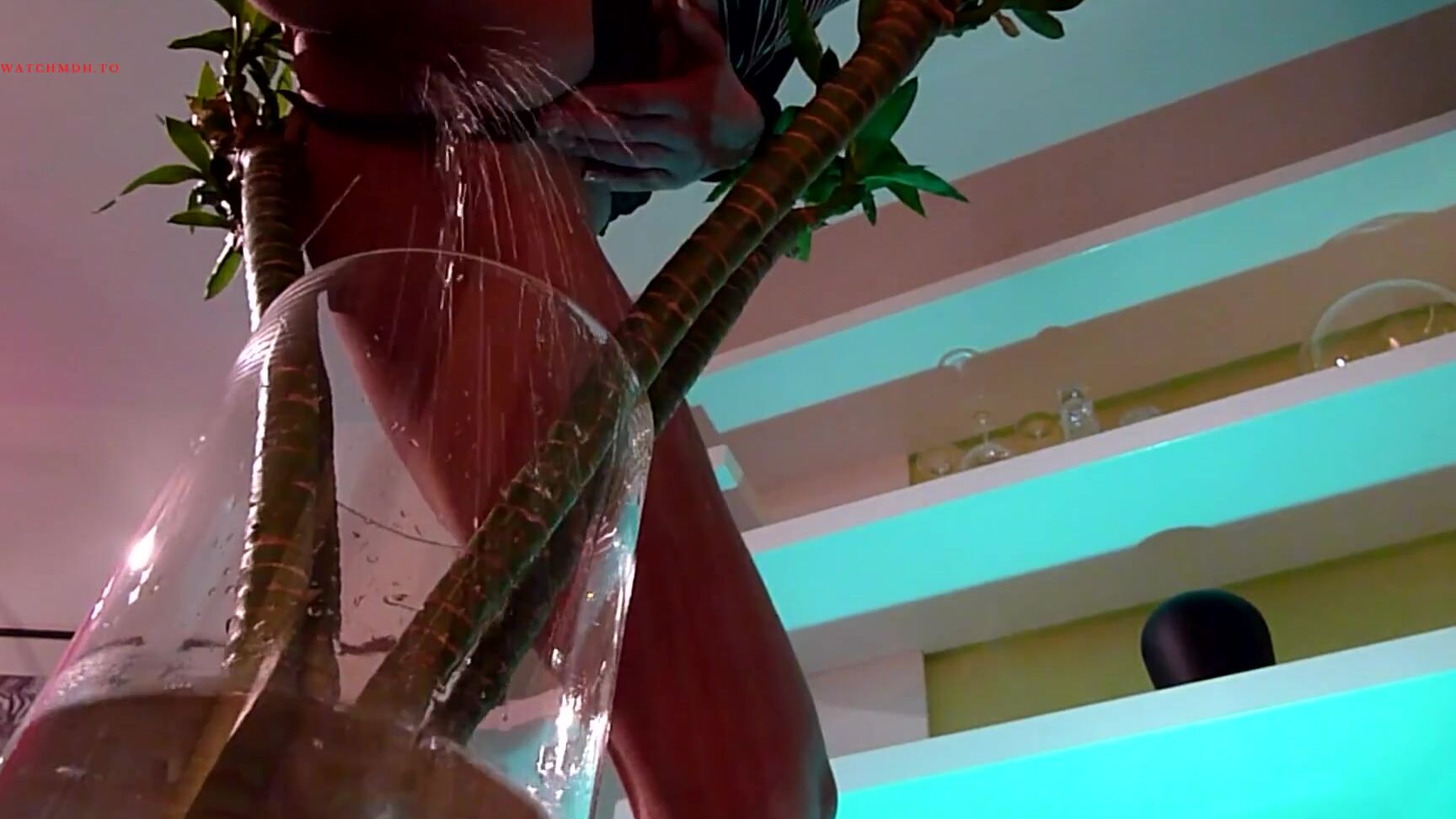 Viktoriagoo Pisse Fur Die Pflanzen