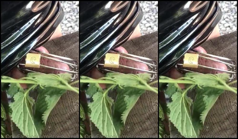 Mistress Zeida Onlyfans Nettle Whip My Australian Sissy S Owned Locked Cock