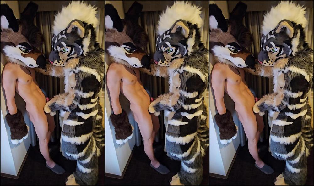 Palacewolf 887700870 Got My Paws On This Sexy Tiger In Japan Video Out Soon 01 0Hm5Hvpiwousllmjtfrh4 Source