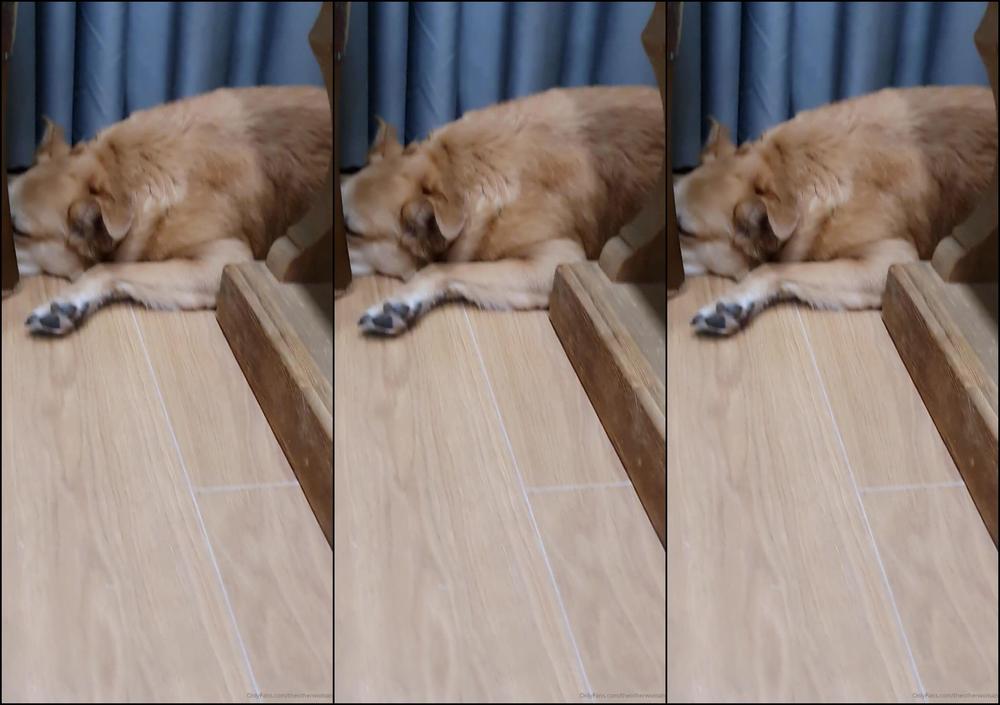 Theotherwoman Doggo Update Since So Many Asked Im Not In It For Those Of You Not Interested In Doggo