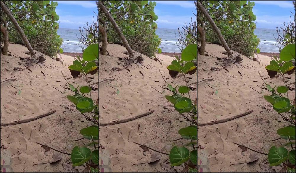 Travelling Peach 2472181569 05 30 2022 If You See A Gap In The Trees And Some Sand You Just Have To Explore