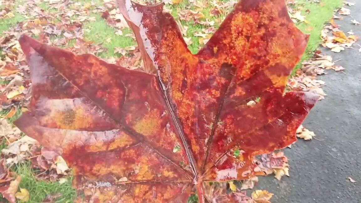 Alex Keeper Nicknamed Alexkeepercrazysexylife 11 05 2024 Onlyfans Video With Autumn In Full Swing I Thought I Would Give You A Fun Game To Play