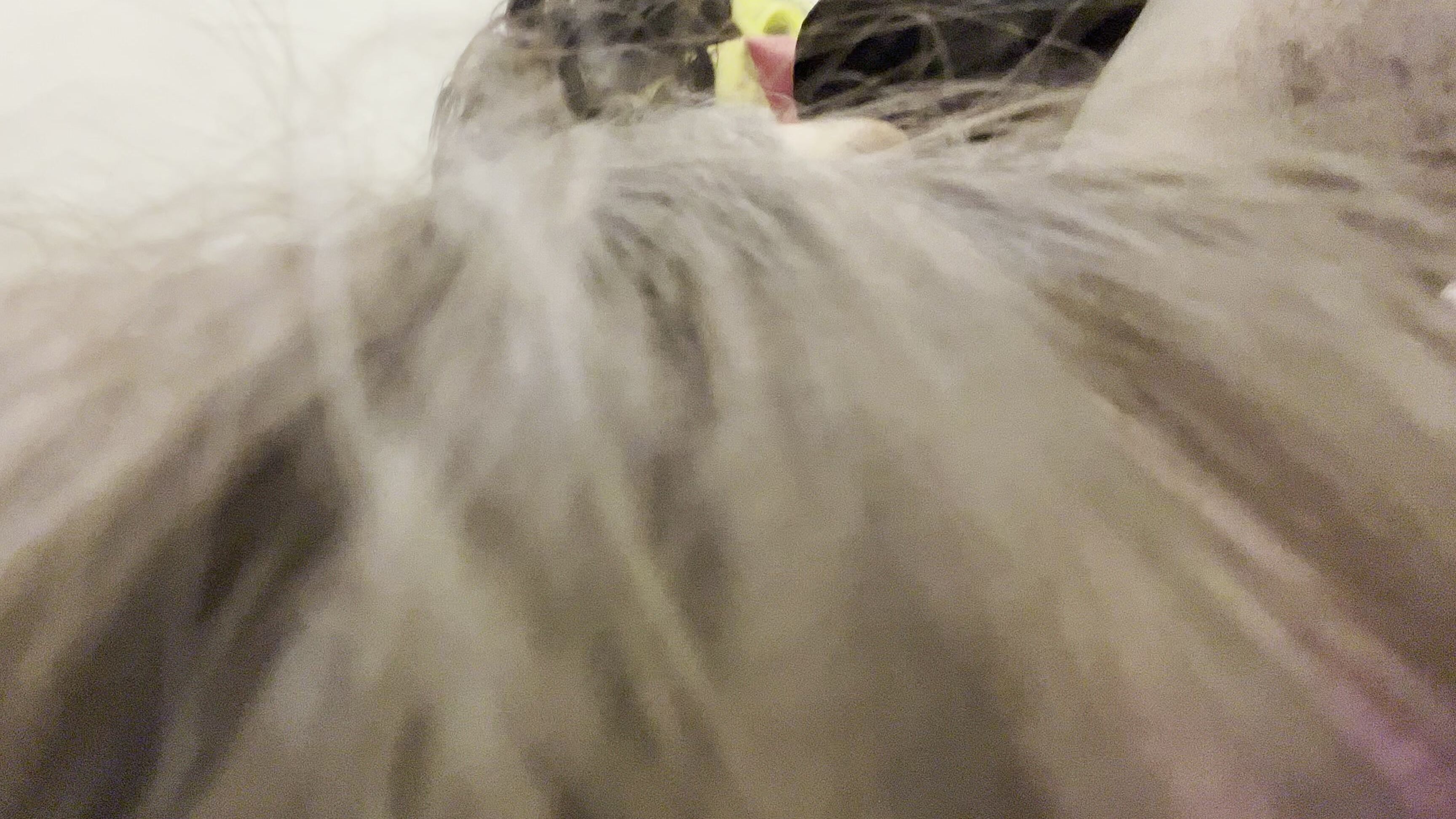 Gibbytheclown Queen Of Hell Gives Gibby Cock A Great Slurp