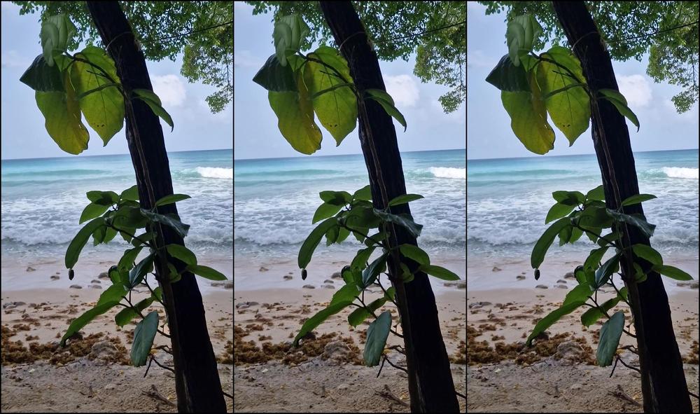 Travelling Peach 3403246775 07 16 2024 Sounds Of The Sea Are Very Hard To Beat