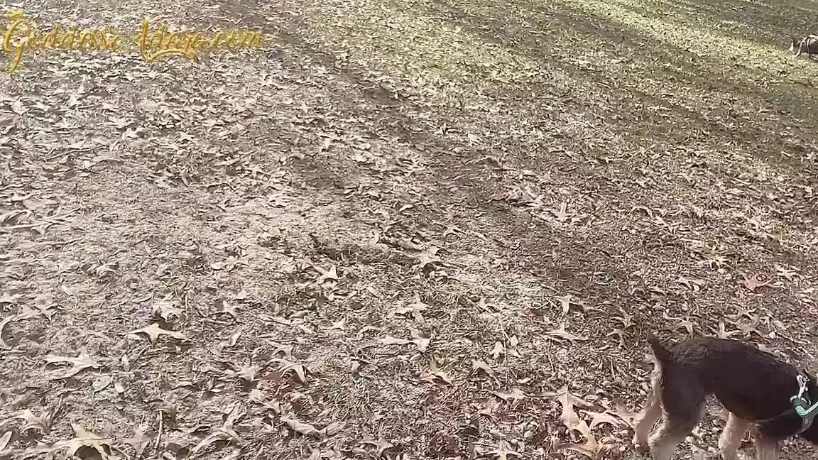 Goddess Adara Jordin Nicknamed Goddessadaraj 12 17 2021 Onlyfans Video Your Even Jealous Of My Little Prince Puppy Arent You You Want On That Leash More