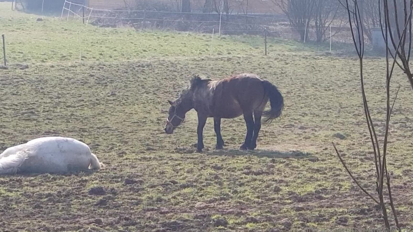 Blanche Bradburry Onlyfans 20 06 18 28721112 02 Funny Vids With My Pets Somethink From My Life 19201080 Video