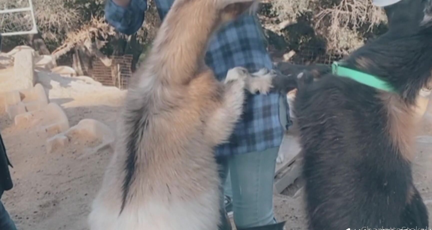 Char Stokely Behind The Scenes Of My Personal Life Goats Nikkibenz