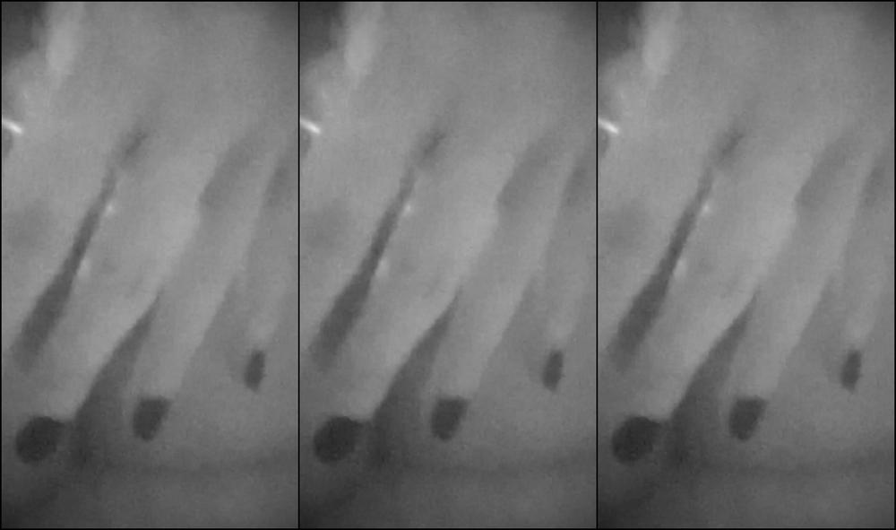 Autumn Orchid 423924062402654208