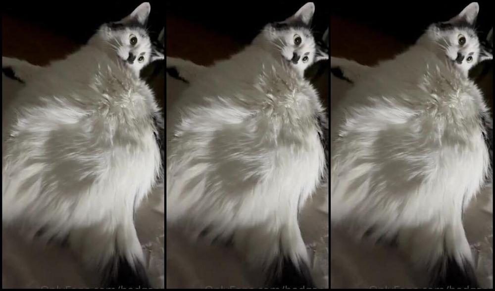 Goddessgaelle Nicknamed Badgaelle Onlyfans Mon Chat Adore Les Fesses Il En Rclame Tout Les Jours