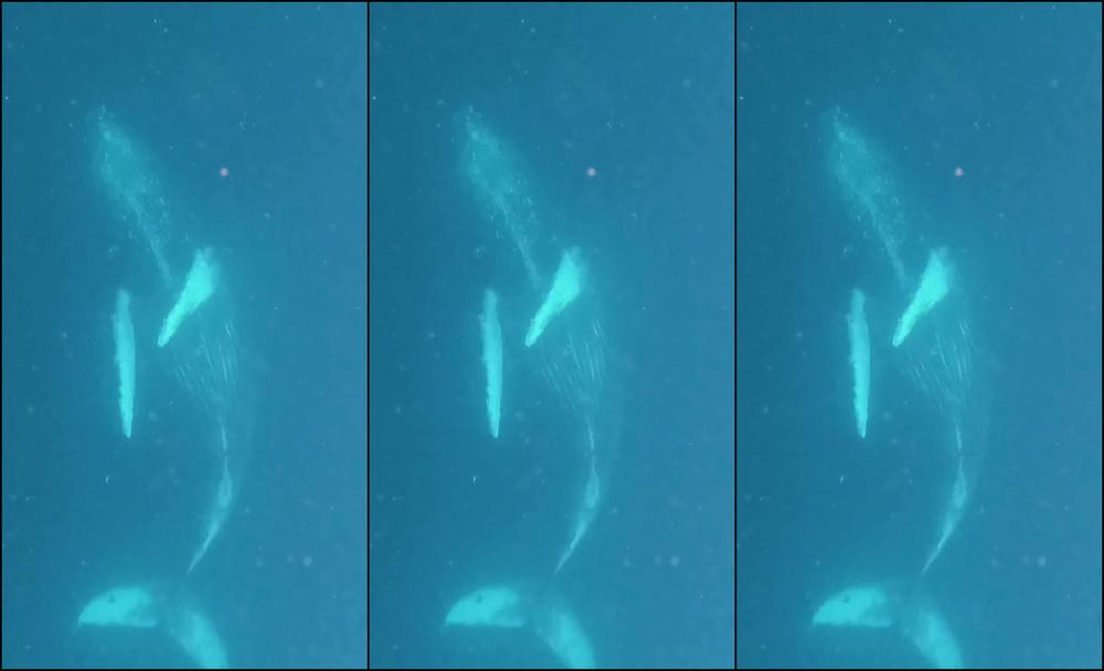 0Hh1Buis8B1Srgh5Anz3G Source