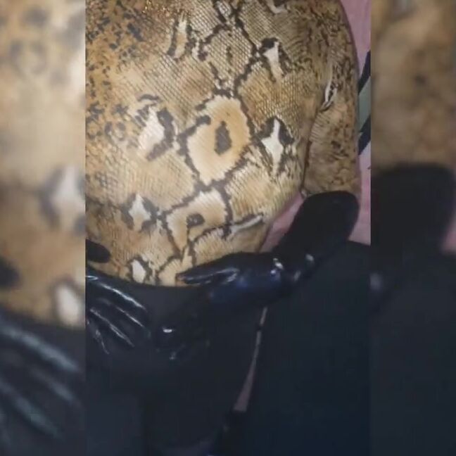 Anacondanoire Onlyfans I Love Taking Advantage Of Your Fetish For My Sexy Leather Gloves