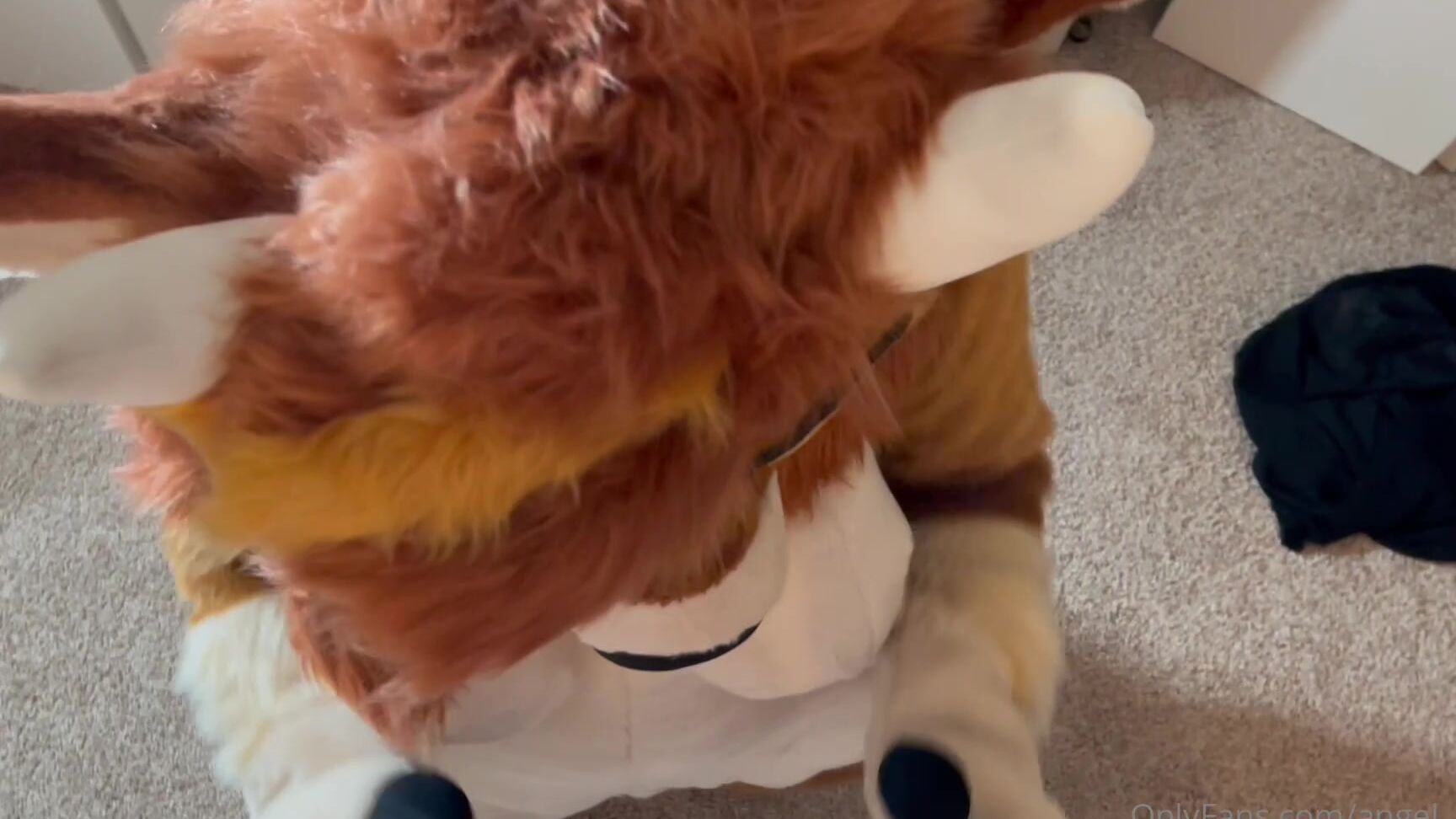 Angel Pups 292859504 One Of Our Latest Commission Requests They Were Super Nice 01 F77152D2 88Ba 4Ae6 82A0 251Bf4Bf70F2