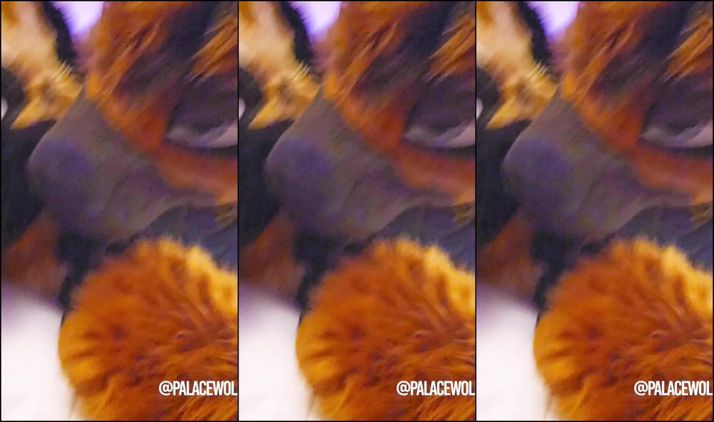 Palacewolf 603291851 When This Big Shep Is Feeling Needy I Don T Have Much Choic 01 084F4C6A A99E 48Bd Be4A 2A451F16254A