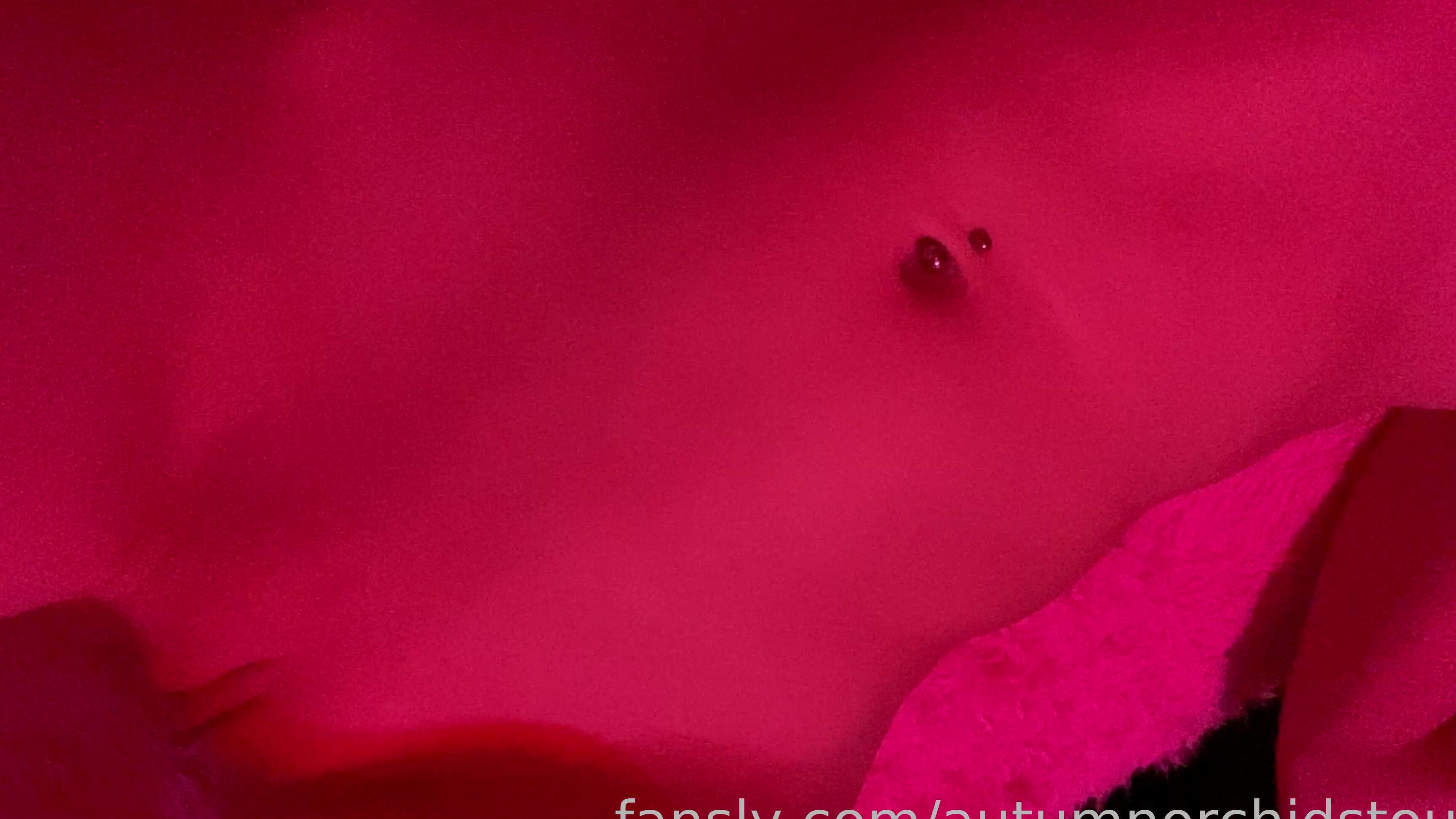 Autumn Orchid 486707339450134528