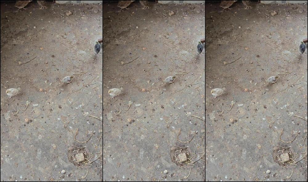 Your Submissive Doll 3299910702 05 01 2024 I Hope The Babies Will Do Okay This Is A Big Adjustment For Them